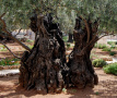 rozmowa drzew oliwnych
