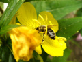pszczoła w pracy