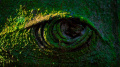 Oczu zielonych wygaszanie