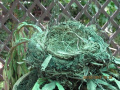 Abandoned Bird's Nest