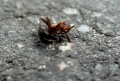 mrówa