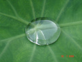 Pearl on a Leaf