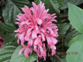Pink leaf flower