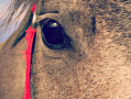 Koń widziany oczyma duszy
