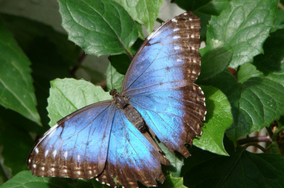 motyle
