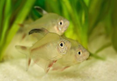 trio