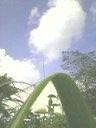Grass