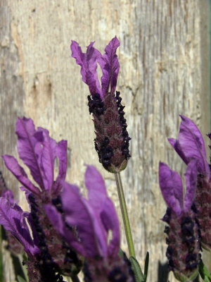 Old Wood lavendar