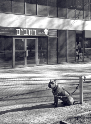 Kosher