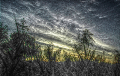 Sunrise Through Plants 2