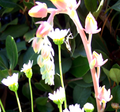 Praying Mantis on flower