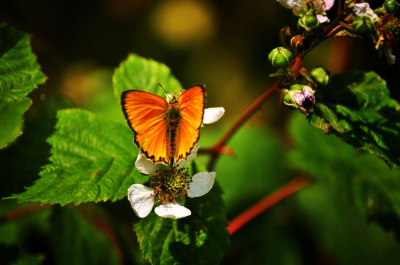 Butterfly.
