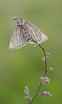 dyblik liniaczek