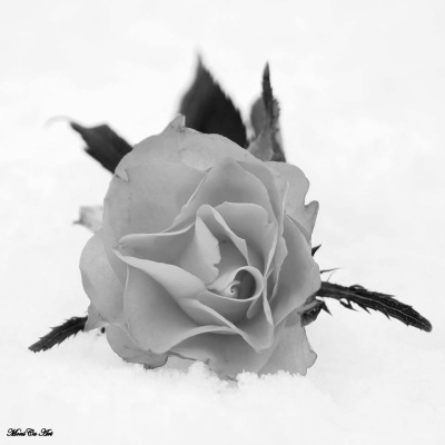 Róża