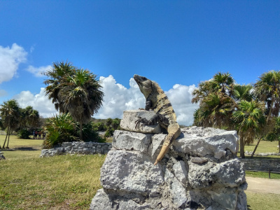 iguana