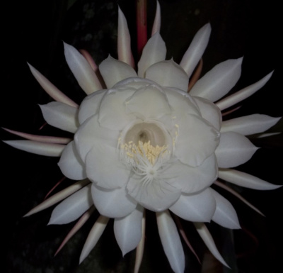 Queen of the Night