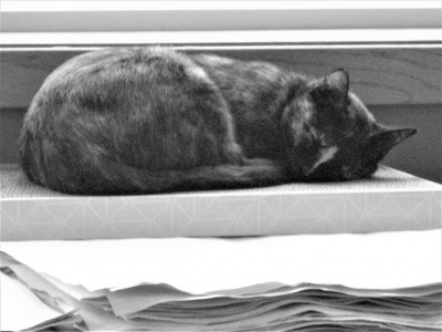 Montana Street Cat, sleeping