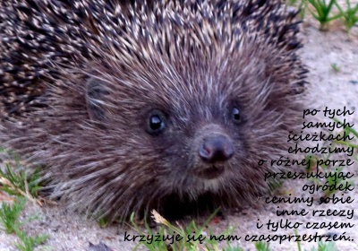 co robisz w moim ogródku - pytanie wzajemne..