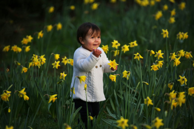 jonquilles