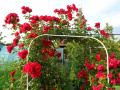Czerwone róże  działkowe, ogródkowe - fotografia numer siedemnaście...