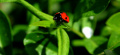 ladybird :3