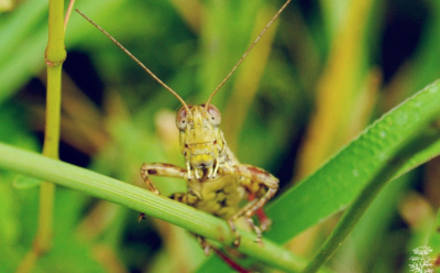 The Smiling Grasshopper