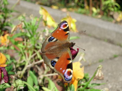 Motyl