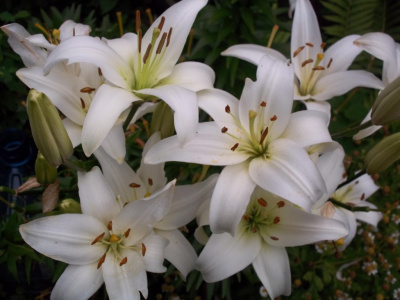 Lilii-2
