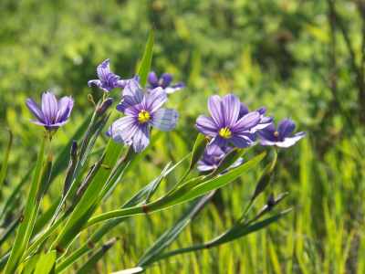 Day dream flowers