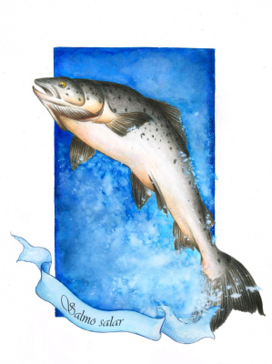 Salmo salar