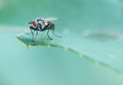 bzzz...