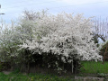 Kwitnące drzewo świeżością bieli letniej - fotografia numer dwa.