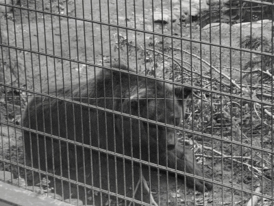 W zamian za pluszaka z Oliwskiego Zoo