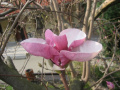 magnolia 1