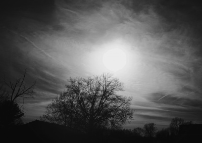 Tree and Sun