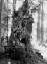 the old oak trunk