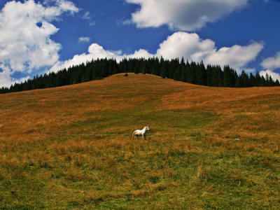 polana