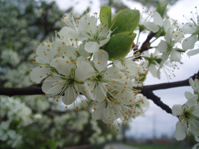 Flowers 6