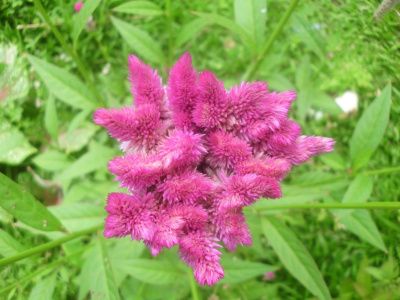Lirio