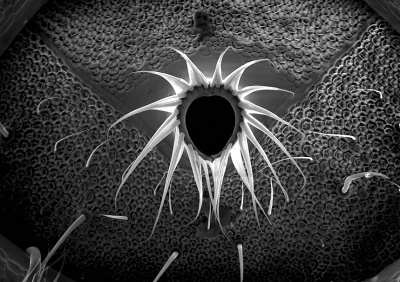 Aliens in My Garden 03