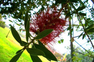 Burbank BottleBrush