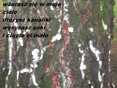 pasożyt