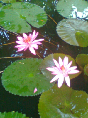 Proud Princess of the Pond