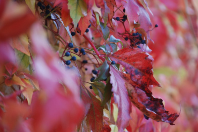 autumn