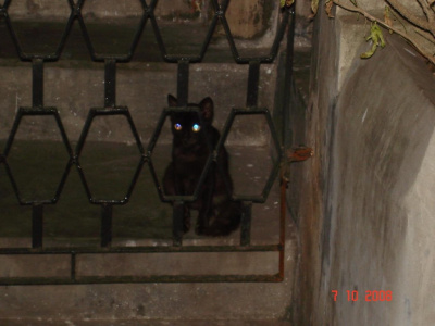 Blackie