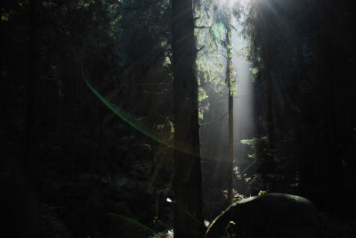 Deep Forest