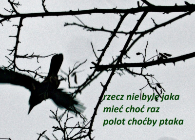 jak ptak