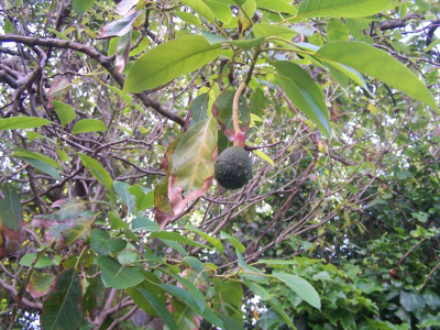 wild Avocado