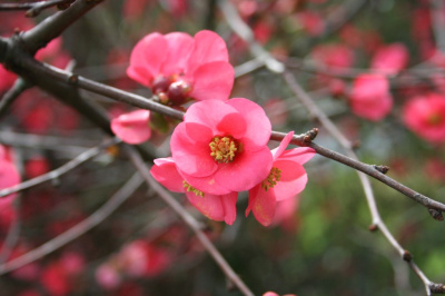 Pink Blossom