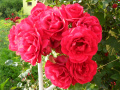 Czerwone róże  działkowe, ogródkowe - fotografia numer dwanaście.